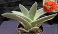 Crassula falcate
